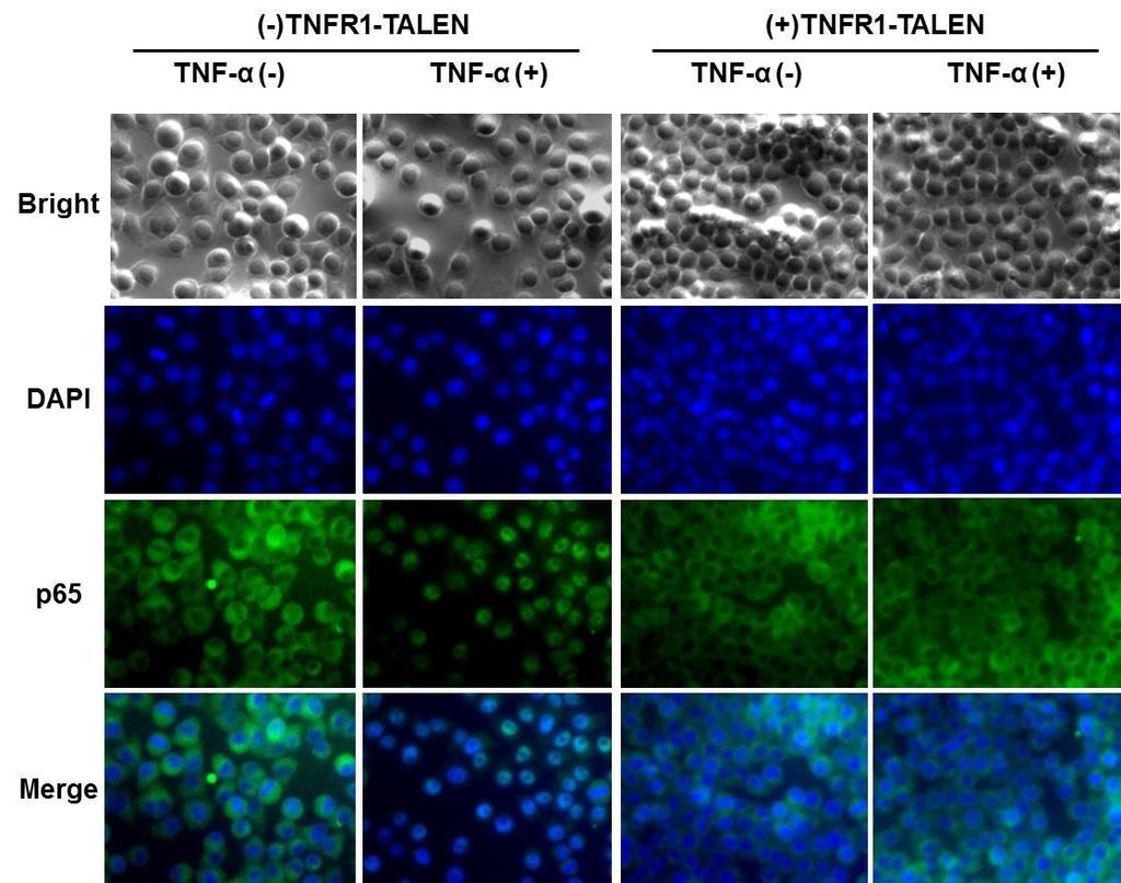 TNFR1 KO cells created