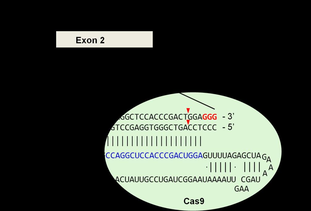 in press Recombinant Cas9 complexed w/ guide RNA was tested in vitro first.