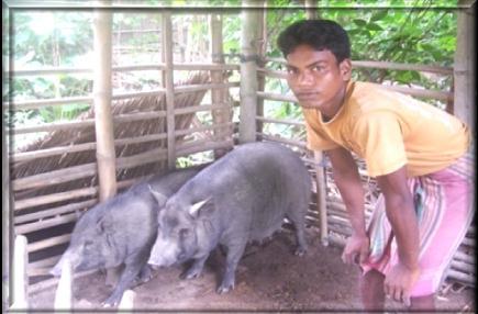 Tribal Farmer rearing Ghoongroo Pig in Balurghat & block of the district,w.