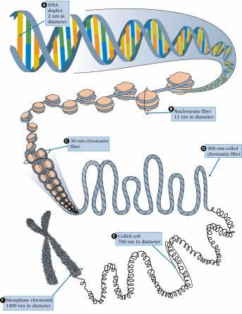Steps in the folding of DNA to create an eukaryotic chromosome 30 nm fiber (6 nucleosomes per turn)