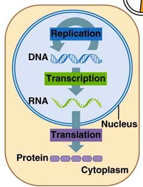 with RNA as