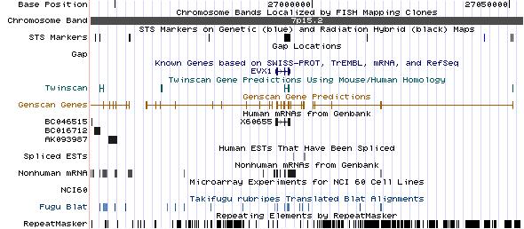 Repeats dominate the human genome One megabase from chromosome 7 Interspersed repeats