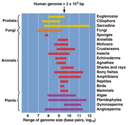The range of genome sizes in the animal & plant