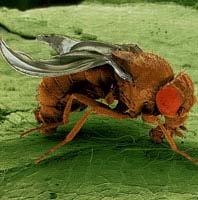 The fruit fly Drosophila melanogaster The mountain grasshopper Podisma pedestris 180 Mb 18,000 Mb The