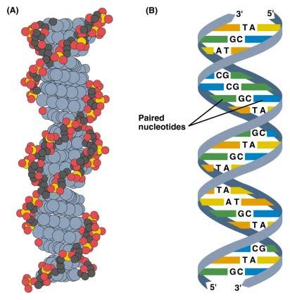 Structure of DNA Watson and Crick in 1953 proposed that DNA is a double helix in which