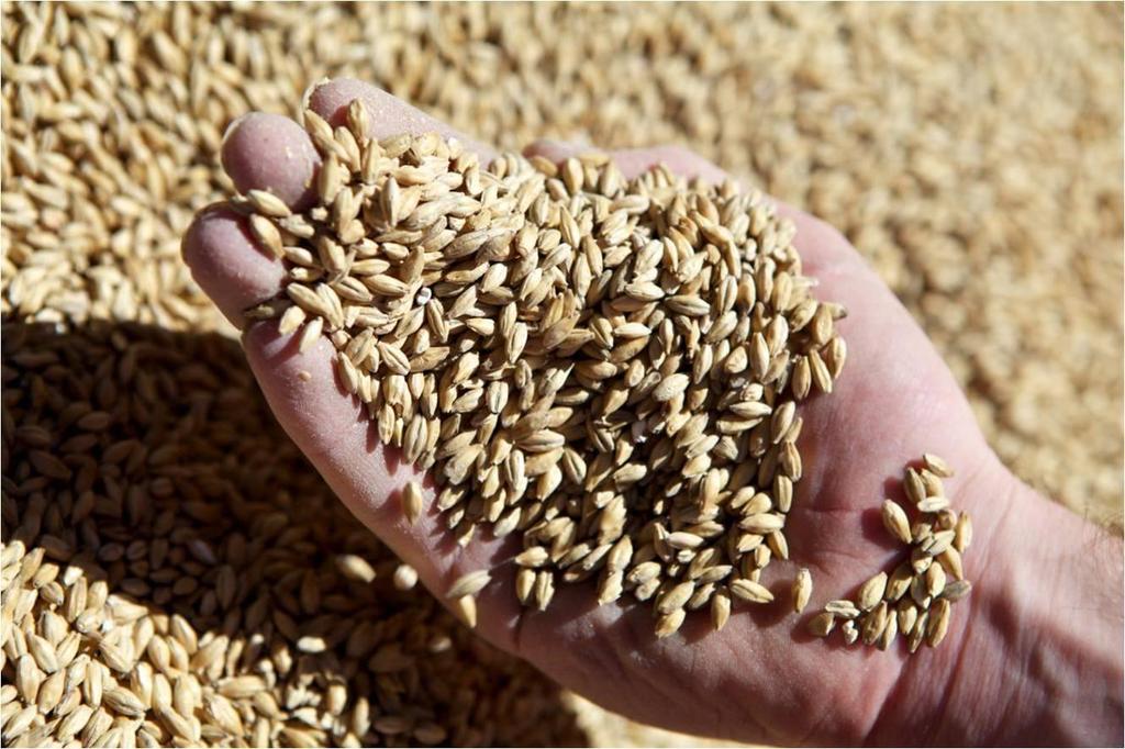 A sustainable malting barley industry tackles: Foreign material limits and grain size demands of some overseas buyers are at times somewhat challenging.