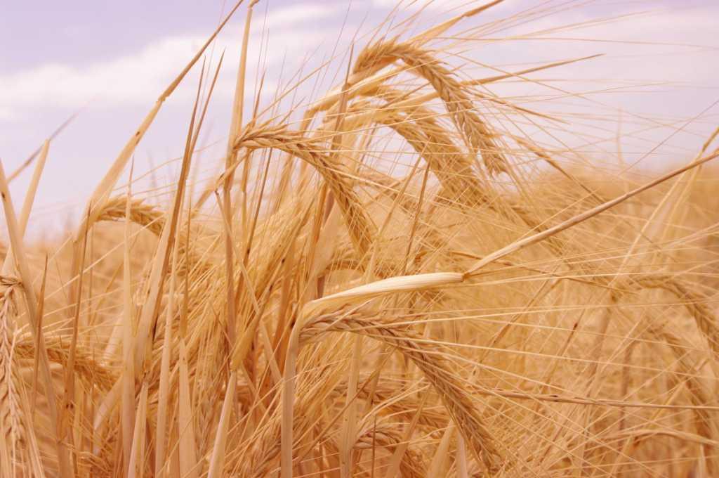 20 issues facing the malting barley industry 1. Geography of new malting varieties and their segregation constraints 2. How to develop malting market sales for multiple malting barley varieties 3.