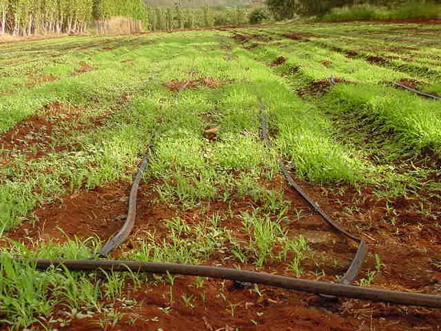 Planted shield buffelgrass between crop beds. 5.