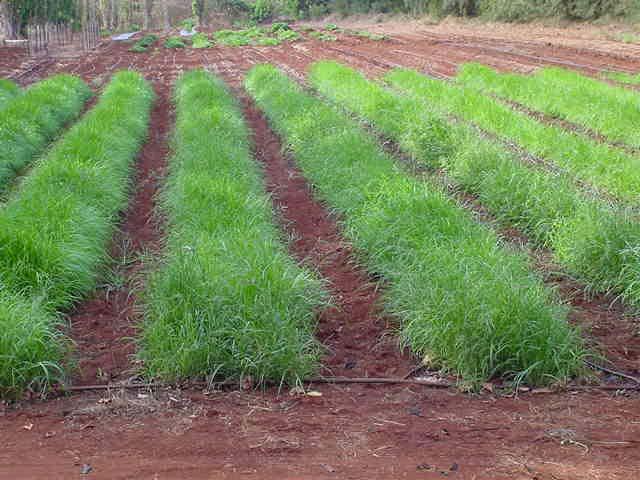 Destroy germinated weeds. Repeat Buffelgrass living shield rows prior to planting vegetable crop.