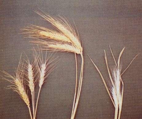 Wheat 2n=6x=42 AABBDD or AABB Rye
