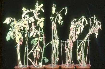 Which pests and diseases affect crops Effect of plant pests and diseases Types of