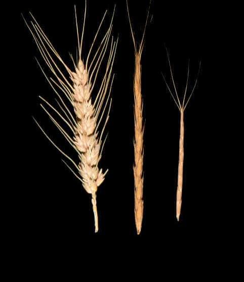 Wheat JGG