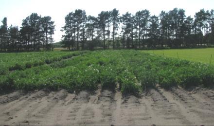 Strip-trial at Nesson Valley; Five breeding lines were grown in 200-hill, 2-row strip plots to determine commercial handling and adaptation.