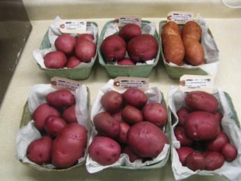 C) MN Clonal entries: 1) North Central Regional Potato Variety Trial (NCRPVT): MN02419, MN02467Rus/Y, MN18747, MN02586Y, & MN04844-07Y 2) National