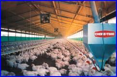 Poultry farming Israel has developed innovations that are contributing to improved production and greater efficiency.