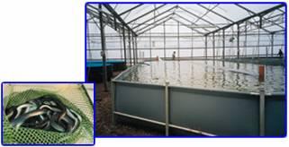 Aquaculture The country s semi-arid climate and water scarcity required the development of an intensive form of aquaculture.