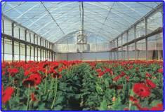 Greenhouses Lack of good soil and water led Israel to develop greenhouse technologies that are particularly useful for high value crops.