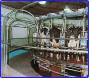 Israel s dairy industry employs advanced technologies that have revolutionized this industry.