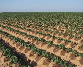 DRIP IRRIGATION - IRRIGATE THE PLANT, NOT THE SOIL Optimizes moisture and aeration conditions Ensures precise quantities of water and nutrients directly to