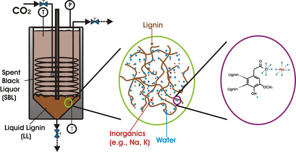 Understanding the phase behavior and molecular properties of liquid lignin Characterization of this unique liquid phase is of interest from both a