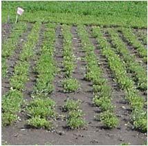 Fall/ Time after seeding Selecting Alfalfa Varieties Yield Persistence Disease Resistance Winterhardiness Lack of