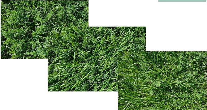 Select Grass Varieties for Yield of alfalfa/grass mixtures Yield Winterhardiness Late maturing varieties Consistent yield throughout season (β) Economic Value of premium grass varieties Item