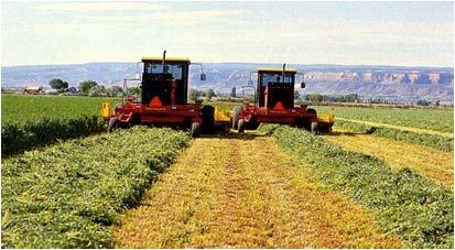 Wide swath benefits Faster drying Higher forage quality Respiration continues