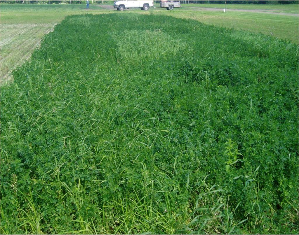 Alfalfa IPM Cultural practice of grass intercrops with alfalfa Orchardgrass and bromegrass can significantly reduce PLH abundance