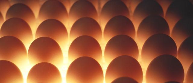 Outlook for 2012 Eggs Egg products The Group s current investment program (eggs) will be completed in 2012, enhancing eggs production annual capacity to 1,050 mln pcs Market