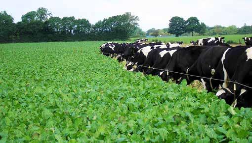 Early grazing Ideal for zero grazing Shorter grazing rotation Very high yields in comparable to perennial leys High digestibility Inclusion of red clover: Extra protein, 15-20 from red clover Reduces