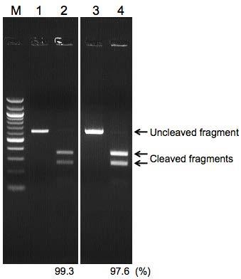 Figure 7. Analysis of cleavage products. An sgrna sequence was synthesized and tested against its target in human chromosome 1.