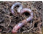 Earthworm Seasonal Migration During winter the