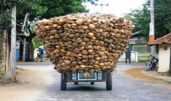 Biomass Potential Tremendous Biomass potentials are available in Sri Lanka