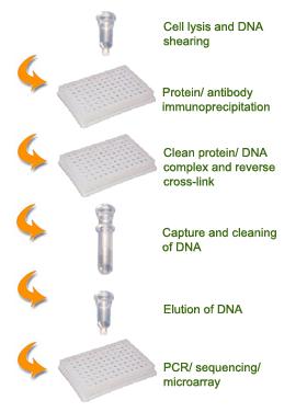 genes associated with MBD2. ChIP coupled with microarrays could be further used for profiling or mapping MBD2 binding patterns.