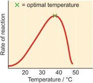 Temperature Dependency Increasing the temperature increases the kinetic activity of