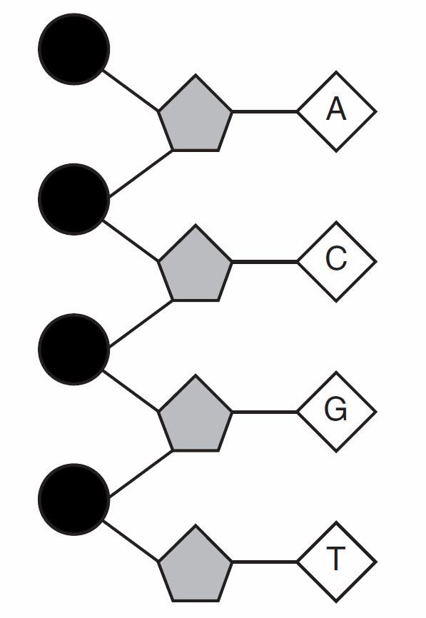 1. An alteration of genetic information is shown below. 5. Part of a molecule found in cells is represented below.