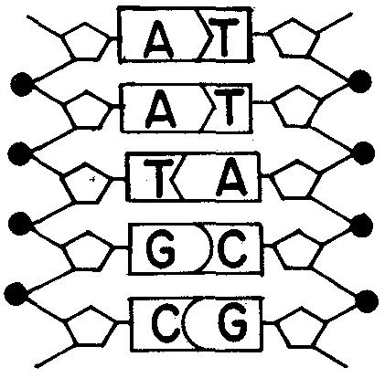 11. Base your answer to the following question on In the diagram below, strands I and II represent portions of a DNA molecule. Strand II would normally include A) AGC B) TCG C) TAC D) GAT 12.