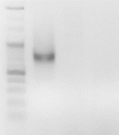 - M + - - b Donor_mid2 sgrna_ Cas9 PCR +