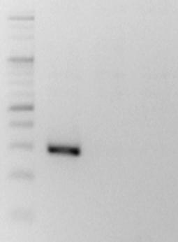 7 - + - - PCR 0.