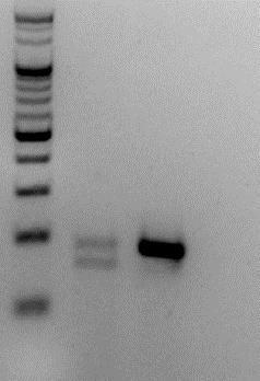 a p6ink4a b - Clone #3 WT H 2 O Cas/sgRNA_rig3 Single cell