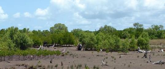 The restoration of mangroves and species diversity