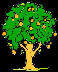 How are orange trees