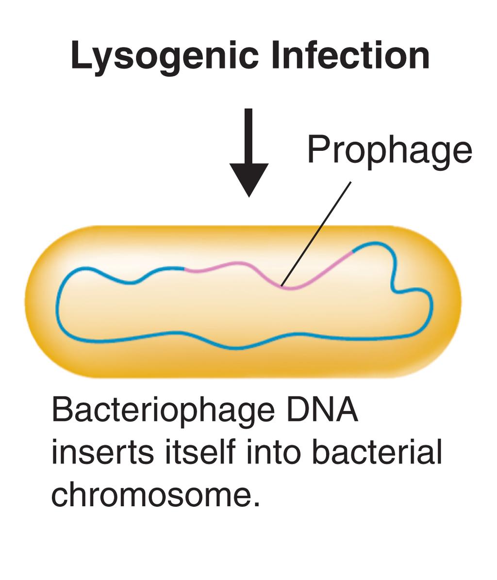 Prophage Lysogenic infection A lysogenic infection
