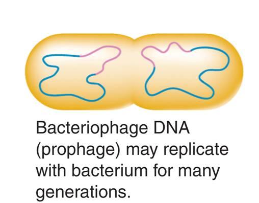 The bacteriophage injects DNA into a bacterium.