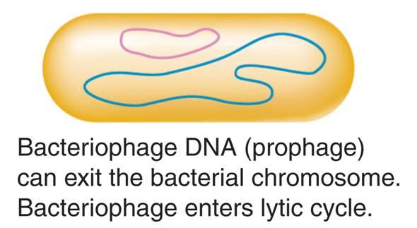 The viral DNA embedded in the host's DNA is called a