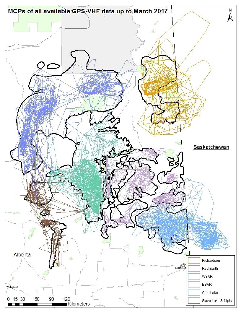 Figure 3: Home ranges of radio-collared caribou in northeast caribou populations.