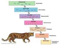 naming system Scientific name is much smaller than full classification