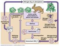 Nitrogen Cycle Oxygen Cycle Steps in a food chain/web Energy passes from one organism to another About