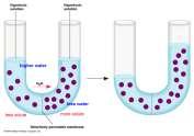 move from high concentration to low concentration Osmosis Diffusion of water (also passive transport) Active Transport