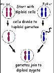 genetic variables Cell division Produces four different haploid daughter cells (gametes) Occurs in